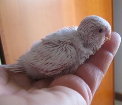 Cedo Albina allevata...